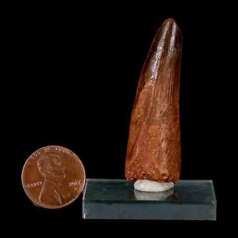 2" Spinosaurus Fossil Tooth 100 Million Years Old Cretaceous Dinosaur COA Stand