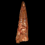 XL 3.9" Spinosaurus Fossil Tooth 100 Million Years Old Cretaceous Dinosaur COA