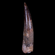 XXL 5" Spinosaurus Fossil Tooth 100 Mil Yrs Old Cretaceous Dinosaur COA & Stand