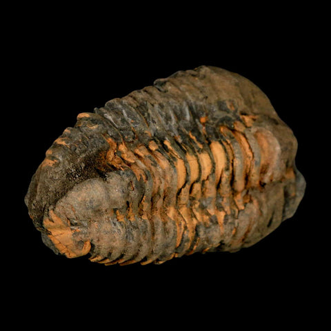 3.6" Flexicalymene Trilobite Fossil Ordovician Age Tazzarine Region Morocco COA - Fossil Age Minerals