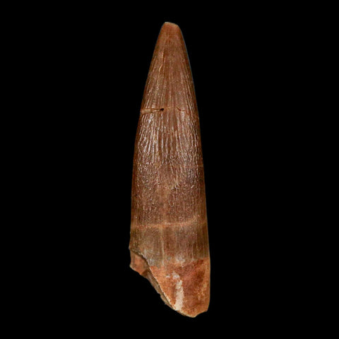 1.5" Plesiosaur Zarafasaura Tooth Fossil Cretaceous Dinosaur Era COA, Stand - Fossil Age Minerals