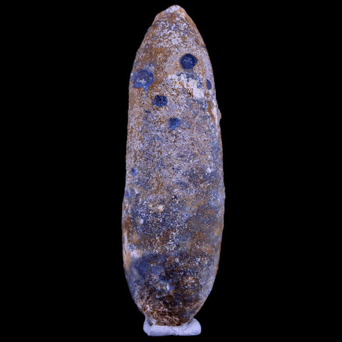 XL 2.5" Fossil Pine Cone Equicalastrobus Replaced By Agate Eocene Age Seeds Fruit - Fossil Age Minerals