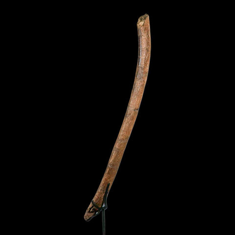 16.4" Hadrosaurus Fossil Rib Bone Hell Creek FM Dinosaur Cretaceous MT COA Stand - Fossil Age Minerals