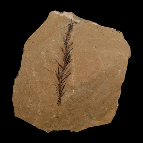 1.8" Detailed Fossil Plant Leafs Metasequoia Dawn Redwood Oligocene Age MT COA