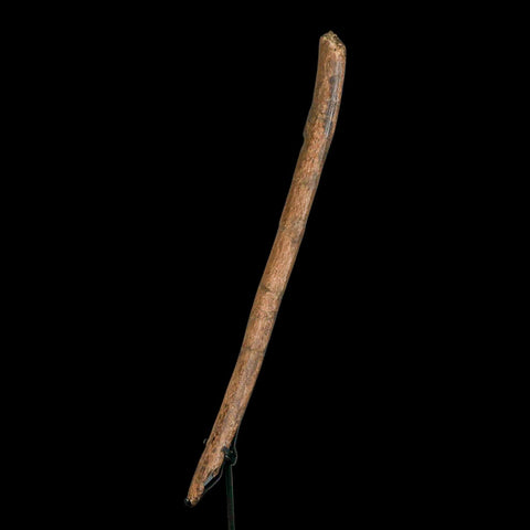 16.4" Hadrosaurus Fossil Rib Bone Hell Creek FM Dinosaur Cretaceous MT COA Stand - Fossil Age Minerals