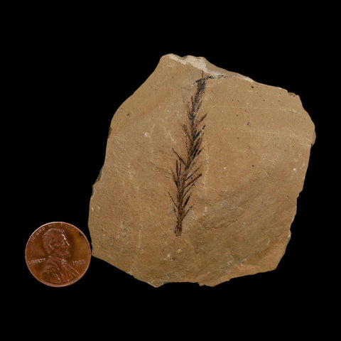 1.8" Detailed Fossil Plant Leafs Metasequoia Dawn Redwood Oligocene Age MT COA