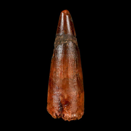 1.6" Spinosaurus Fossil Tooth 100 Million Years Old Cretaceous Dinosaur COA Stand