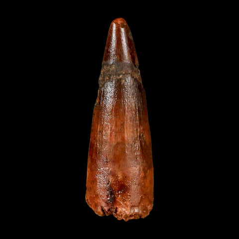 1.6" Spinosaurus Fossil Tooth 100 Million Years Old Cretaceous Dinosaur COA Stand