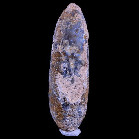 XL 2.5" Fossil Pine Cone Equicalastrobus Replaced By Agate Eocene Age Seeds Fruit - Fossil Age Minerals