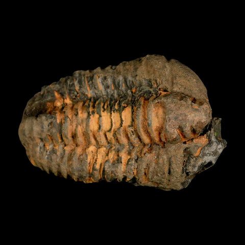 3.6" Flexicalymene Trilobite Fossil Ordovician Age Tazzarine Region Morocco COA - Fossil Age Minerals