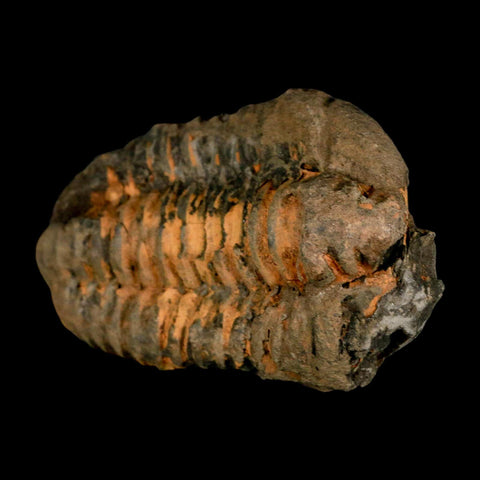 3.6" Flexicalymene Trilobite Fossil Ordovician Age Tazzarine Region Morocco COA - Fossil Age Minerals