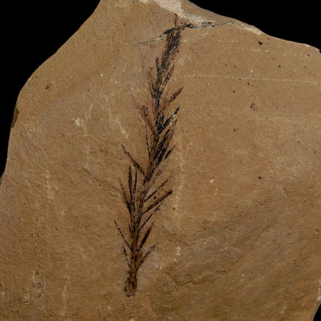 1.8" Detailed Fossil Plant Leafs Metasequoia Dawn Redwood Oligocene Age MT COA