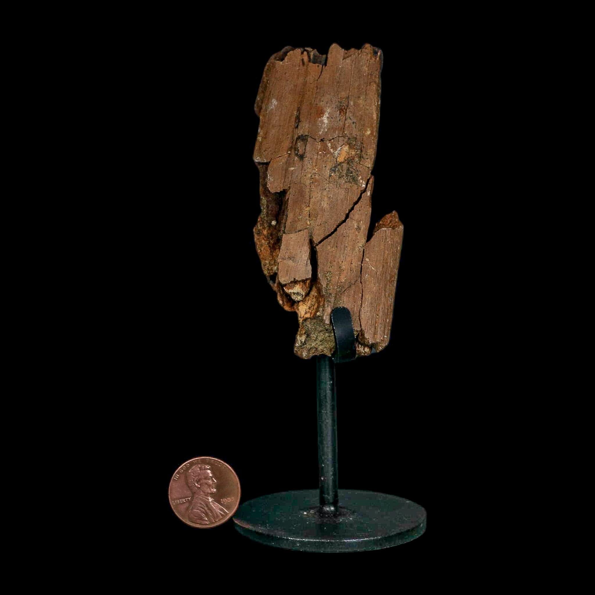 3.3" Edmontosaurus Fossil Rib Bone Hell Creek FM Cretaceous Dinosaur MT COA Stand - Fossil Age Minerals