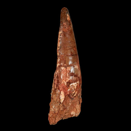 XL 3.9" Spinosaurus Fossil Tooth 100 Million Years Old Cretaceous Dinosaur COA