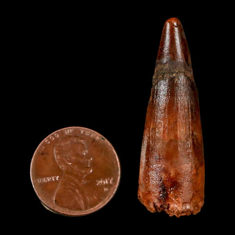 1.6" Spinosaurus Fossil Tooth 100 Million Years Old Cretaceous Dinosaur COA Stand