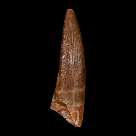 1.5" Plesiosaur Zarafasaura Tooth Fossil Cretaceous Dinosaur Era COA, Stand