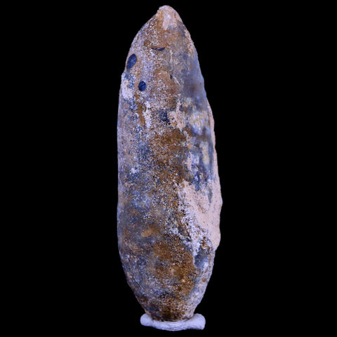 XL 2.5" Fossil Pine Cone Equicalastrobus Replaced By Agate Eocene Age Seeds Fruit - Fossil Age Minerals