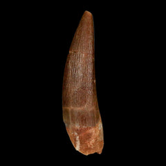 Elasmosaurus Fossil Teeth