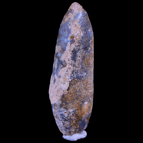XL 2.5" Fossil Pine Cone Equicalastrobus Replaced By Agate Eocene Age Seeds Fruit - Fossil Age Minerals