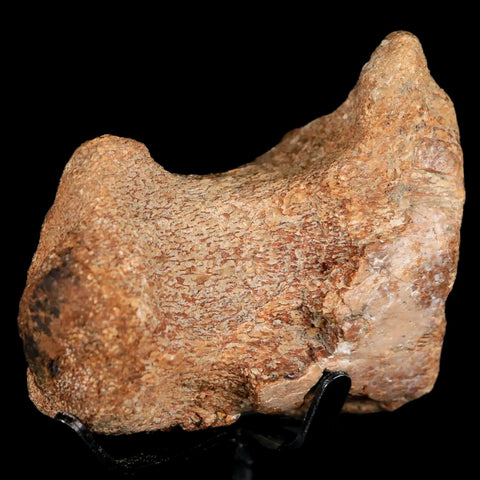 2.6" Mosasaur Fossil Vertebrae Cretaceous Dinosaur Era Texas Oza FM COA, Metal Stand - Fossil Age Minerals