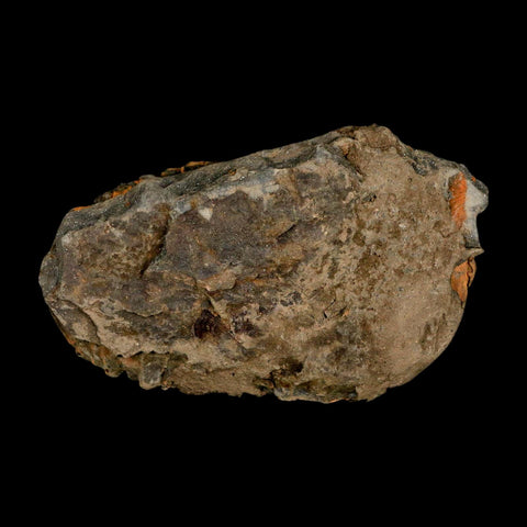 3.6" Flexicalymene Trilobite Fossil Ordovician Age Tazzarine Region Morocco COA - Fossil Age Minerals