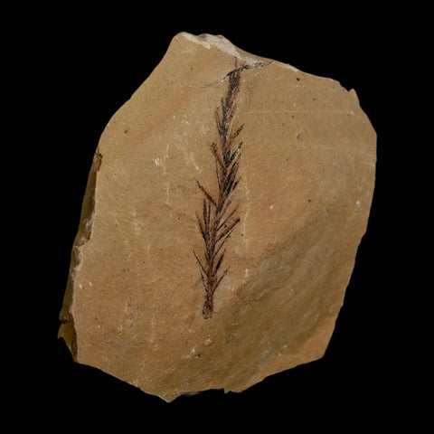 1.8" Detailed Fossil Plant Leafs Metasequoia Dawn Redwood Oligocene Age MT COA