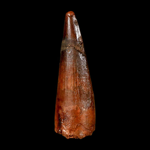 1.6" Spinosaurus Fossil Tooth 100 Million Years Old Cretaceous Dinosaur COA Stand