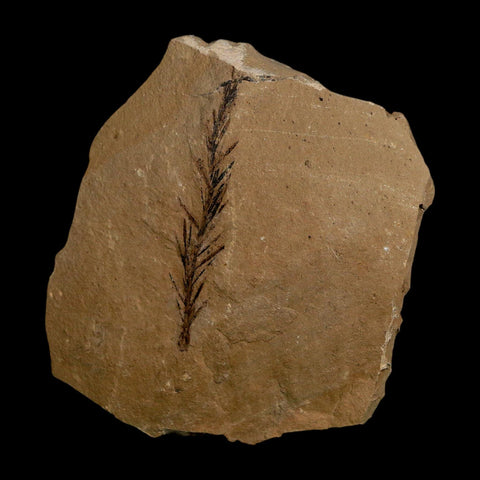 1.8" Detailed Fossil Plant Leafs Metasequoia Dawn Redwood Oligocene Age MT COA