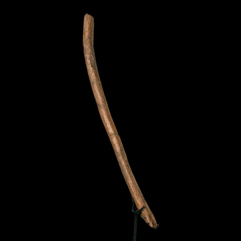 16.4" Hadrosaurus Fossil Rib Bone Hell Creek FM Dinosaur Cretaceous MT COA Stand - Fossil Age Minerals