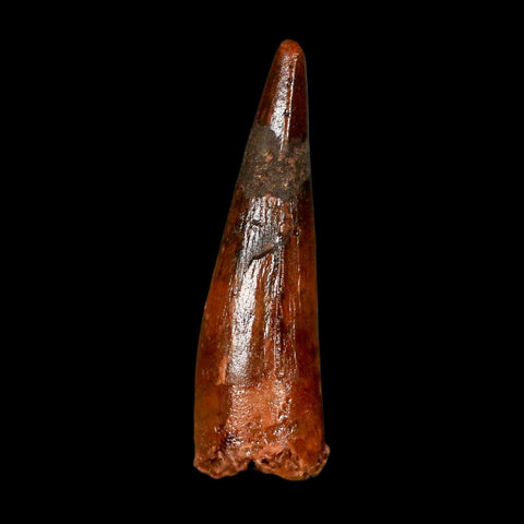 1.6" Spinosaurus Fossil Tooth 100 Million Years Old Cretaceous Dinosaur COA Stand
