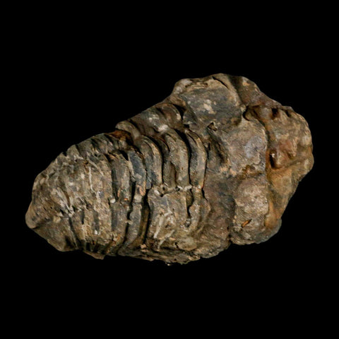 3.2" Flexicalymene Trilobite Fossil Ordovician Age Tazzarine Region Morocco COA - Fossil Age Minerals