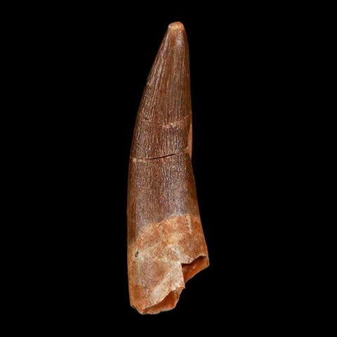 1.5" Plesiosaur Zarafasaura Tooth Fossil Cretaceous Dinosaur Era COA, Stand - Fossil Age Minerals