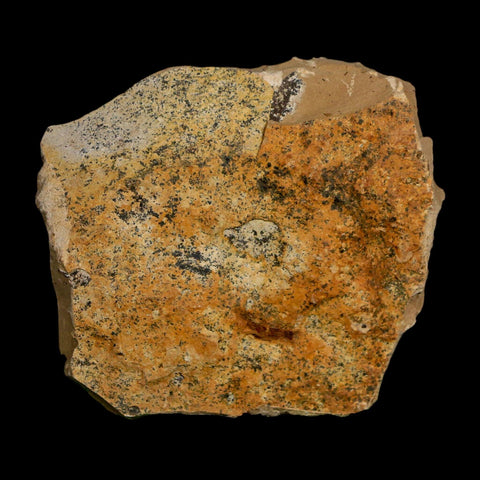 1.8" Detailed Fossil Plant Leafs Metasequoia Dawn Redwood Oligocene Age MT COA