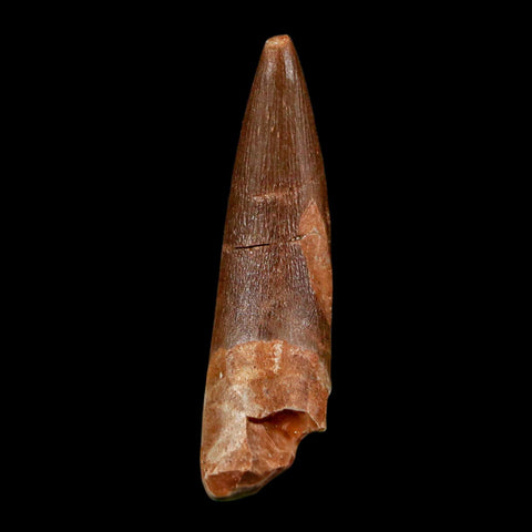 1.5" Plesiosaur Zarafasaura Tooth Fossil Cretaceous Dinosaur Era COA, Stand - Fossil Age Minerals