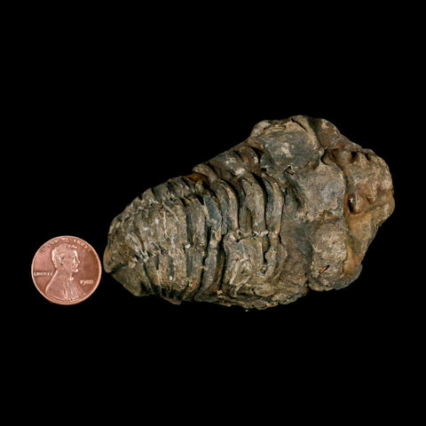 3.2" Flexicalymene Trilobite Fossil Ordovician Age Tazzarine Region Morocco COA - Fossil Age Minerals