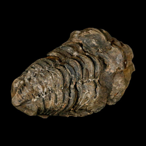 3.2" Flexicalymene Trilobite Fossil Ordovician Age Tazzarine Region Morocco COA - Fossil Age Minerals