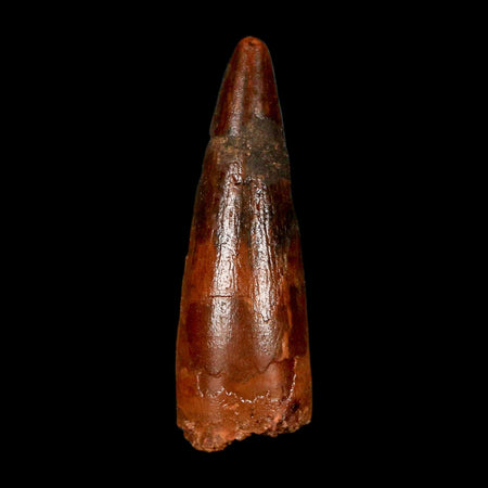 1.6" Spinosaurus Fossil Tooth 100 Million Years Old Cretaceous Dinosaur COA Stand