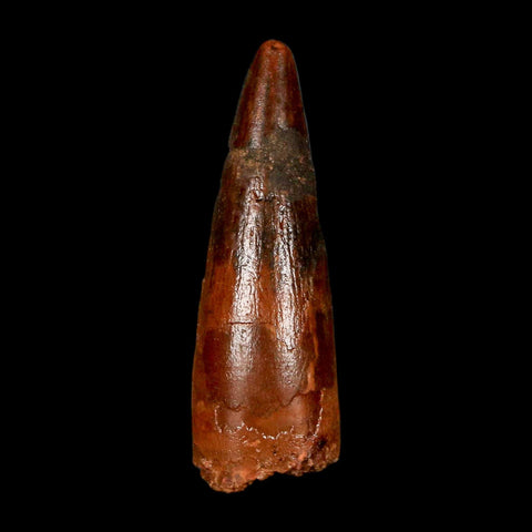 1.6" Spinosaurus Fossil Tooth 100 Million Years Old Cretaceous Dinosaur COA Stand