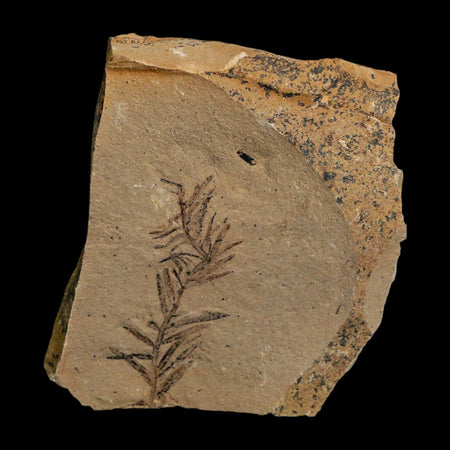 1.5" Detailed Fossil Plant Leafs Metasequoia Dawn Redwood Oligocene Age MT COA