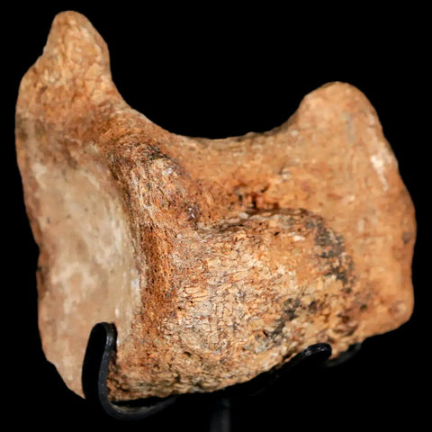 2.6" Mosasaur Fossil Vertebrae Cretaceous Dinosaur Era Texas Oza FM COA, Metal Stand - Fossil Age Minerals