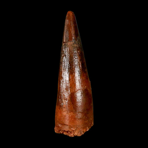 1.6" Spinosaurus Fossil Tooth 100 Million Years Old Cretaceous Dinosaur COA Stand