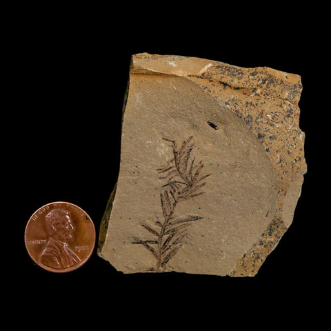 1.5" Detailed Fossil Plant Leafs Metasequoia Dawn Redwood Oligocene Age MT COA