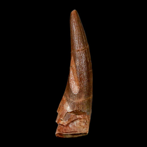 1.5" Plesiosaur Zarafasaura Tooth Fossil Cretaceous Dinosaur Era COA, Stand - Fossil Age Minerals