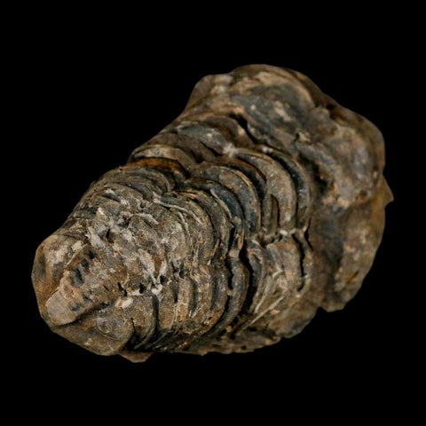 3.2" Flexicalymene Trilobite Fossil Ordovician Age Tazzarine Region Morocco COA - Fossil Age Minerals