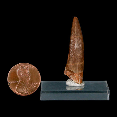 1.5" Plesiosaur Zarafasaura Tooth Fossil Cretaceous Dinosaur Era COA, Stand - Fossil Age Minerals