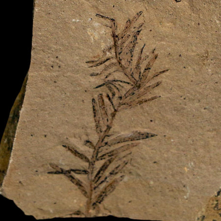 1.5" Detailed Fossil Plant Leafs Metasequoia Dawn Redwood Oligocene Age MT COA