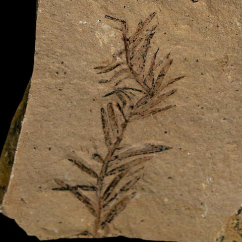 1.5" Detailed Fossil Plant Leafs Metasequoia Dawn Redwood Oligocene Age MT COA