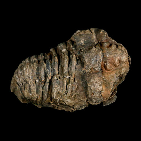 3.2" Flexicalymene Trilobite Fossil Ordovician Age Tazzarine Region Morocco COA - Fossil Age Minerals