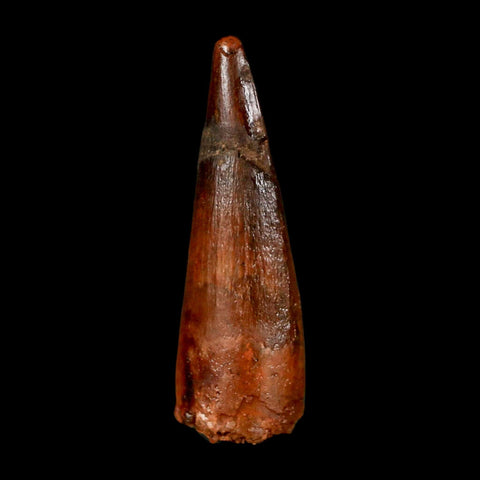 1.6" Spinosaurus Fossil Tooth 100 Million Years Old Cretaceous Dinosaur COA Stand