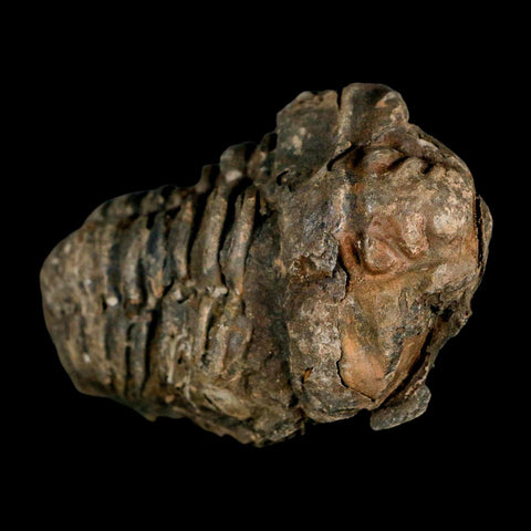 3.2" Flexicalymene Trilobite Fossil Ordovician Age Tazzarine Region Morocco COA - Fossil Age Minerals